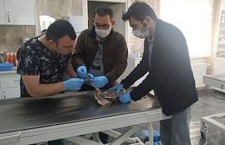 Yaralı Erguvani Balıkçıl Kuşu tedavi altına...