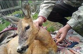 Yaralı karacayı 37 km sırtlarında taşıdılar