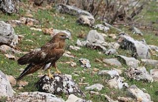 Yaralı kızıl şahin tedavi edilerek doğaya bırakıldı