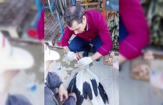 Yaralı leylek koruma altına alındı