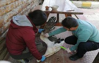 Yaralı Leylek tedavi altına alındı