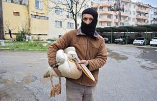 Yaralı pelikanı tilkinin elinden kurtardı