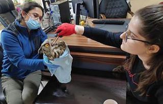 Yaralı Puhu kuşu tedavi altına alındı