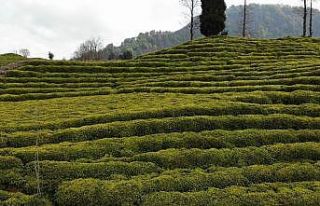 Yarıcıların telefonu susmak bilmiyor