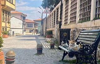 Yasağın ardından sokaklar kedilere kaldı