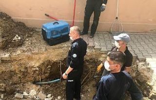 Yavru kedi saatler süren çalışma sonucu kurtarıldı