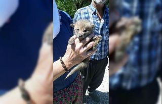Yavru Kızıltilki barınağa teslim edildi
