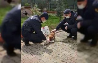 Yavru köpek jandarma bakımında