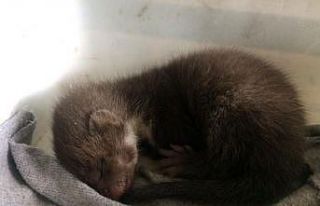 Yavru sansar, koruma altına alındı