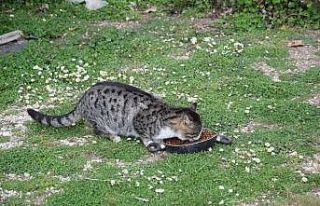 Yaylada yazlıkçıların bırakıp gittiği hayvanları...