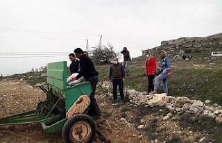 Yazıhan’a yerli kırmızı mercimek ekimi yapıldı