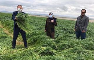 Yem bitkisi Sütotu Elif Aksaray’da tuttu