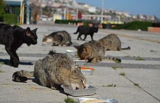 Yemlerin kokusunu alan oraya akın etti