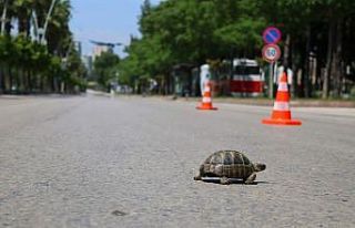 Yollar kaplumbağaya kaldı
