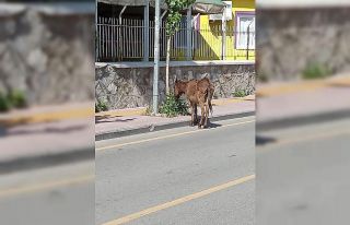Yolunu kaybeden eşek, sahibini bekliyor