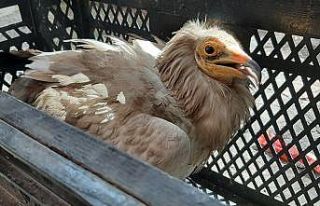 Yorgun düşen akbaba tellere çarptı