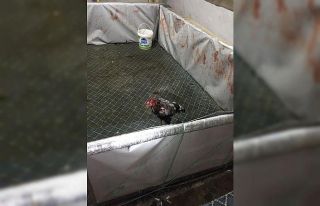 Yozgat’ta horoz dövüşüne polis baskını: 21...