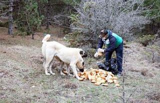 Yozgat’ta yiyecek bulmakta sıkıntı çeken sokak...