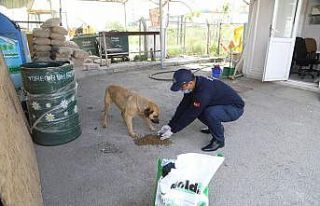 Yüreğir Belediyesi sokak hayvanlarını unutmadı