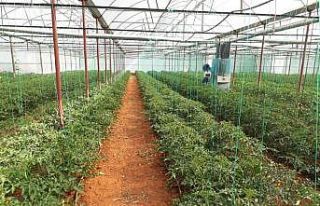 Yüzde yüz yerli ve milli tohumlardan hasat edilen...