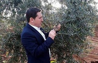 Zeytin’de pamuklu bite karşı ilaçlanma önerisi