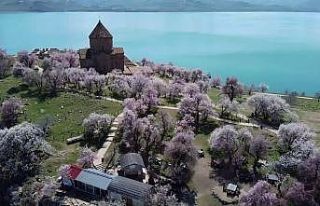 Ziyaretçisiz kalan Akdamar Adası badem çiçekleri...