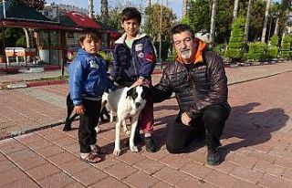 Zor günler yaşayan sokak köpeklerine mama desteği