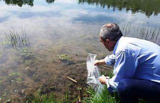110 bin sazan Samsun göletlerine bırakıldı