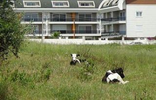 15 gündür aynı yerde bağlı olarak yaşayan dört...