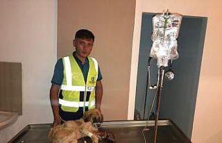 1 hafta boyunca bacağı parçalanmış halde aç...