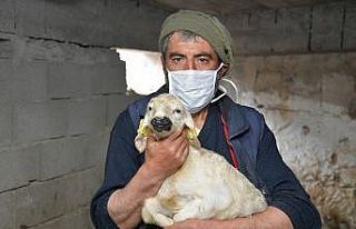 20 yıl sonra köyüne geri dönerek besiciliğe el...