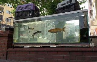 27 yaşındaki ‘koi’ balığı görenleri şaşkına...