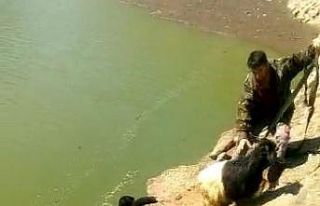 2 gün önce kaybolan keçi barajda bulundu, halatla...