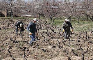 3 bin yıllık Erciş üzümünü yaygınlaştırma...