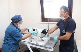 4 ayda bin 809 yaralı ve hasta sokak hayvanı tedavi...