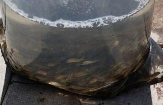 63 ilde su kaynaklarına 5 milyon sazan balığı...