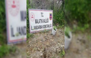 750 kök kaçak kenevir bitkisi ele geçirildi