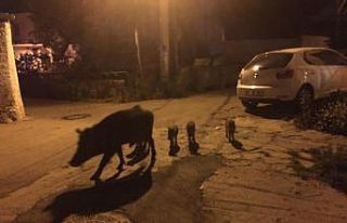 Aç kalan domuz ailesi Bodrum’a indi