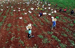 Adana’da turfanda patatese buruk hasat