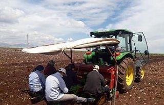 Adıyaman’da tütün ekimi başladı