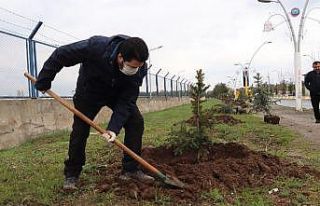 Ağrı Belediyesi 10 bin ağaç dikecek