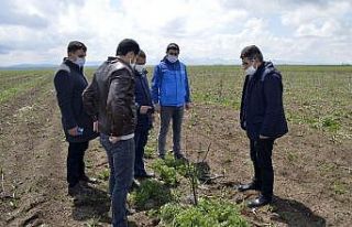 Ağrılı çiftçiler üretime devam ediyor