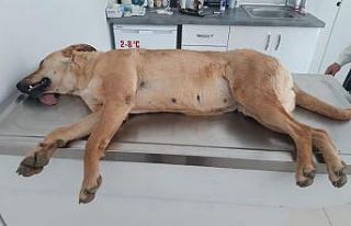 Alanya’da 2’si yavru 4 sokak köpeği zehirlenerek...