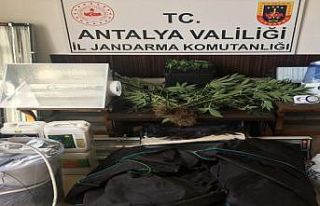 Alanya’da özel düzenekle uyuşturucu yetiştirilen...