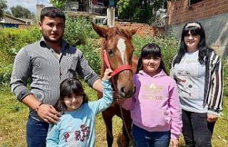 Alnında kuş figürü bulunan at ilgi odağı oldu