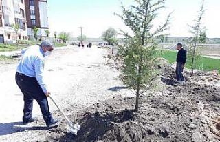 Altıntaş’ta ağaçlandırma çalışmaları