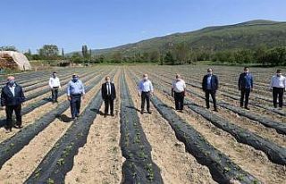 Amasya’da elmanın yanına ’çilek’ geliyor