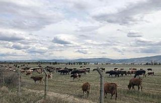 Amasya’da Etçi Buzağı Melezleme Projesi yürütülüyor
