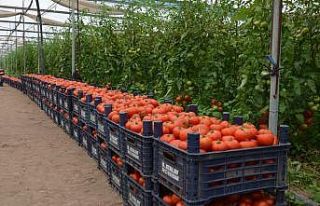 Amik Ovası’nda üretici alternatif tarıma yöneldi