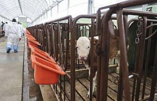 Ankara’da büyükbaş hayvanların aşılama ve...